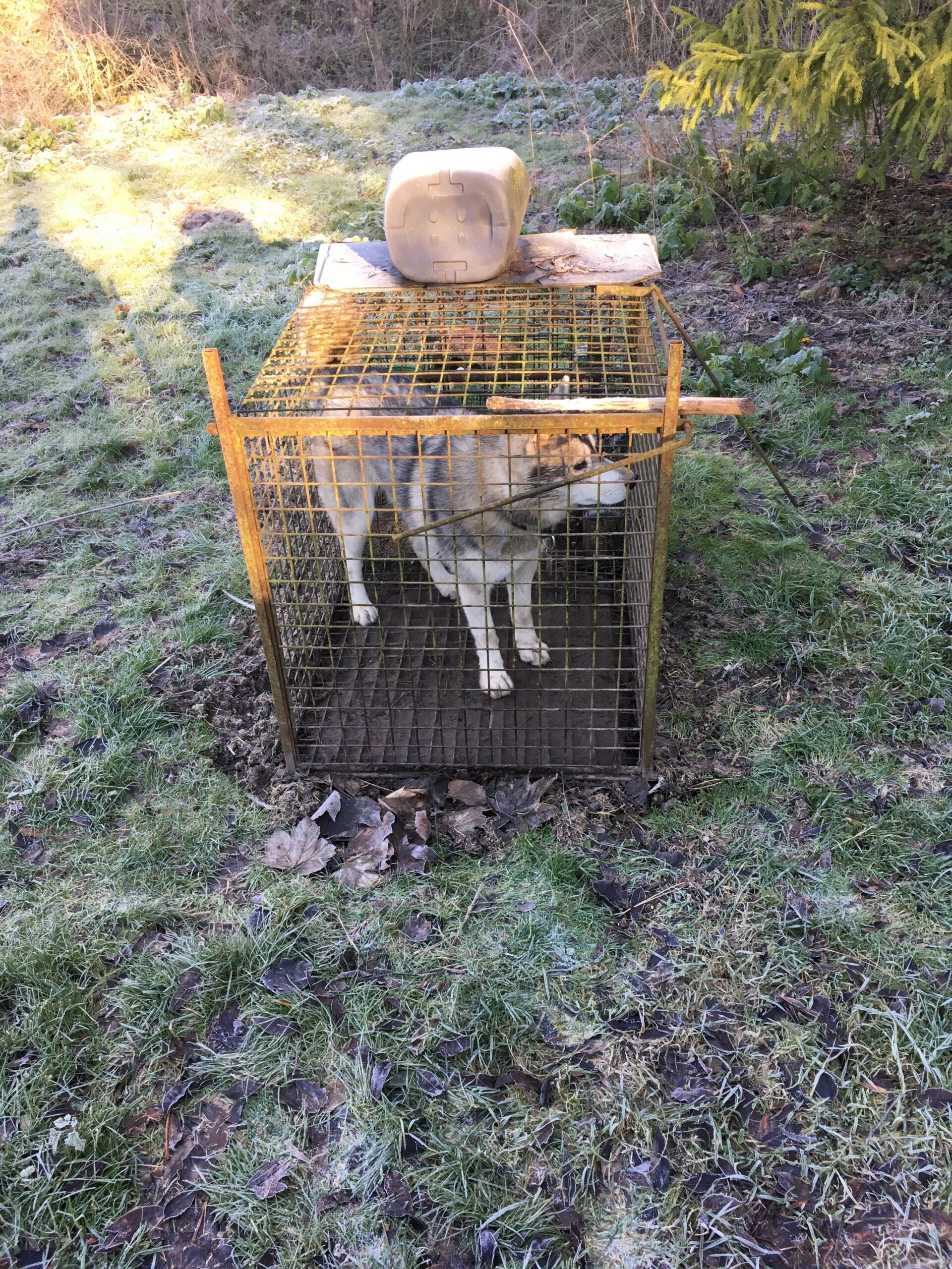  Le chien Tempo retrouvé enfermé dans un piège à renard après 48h